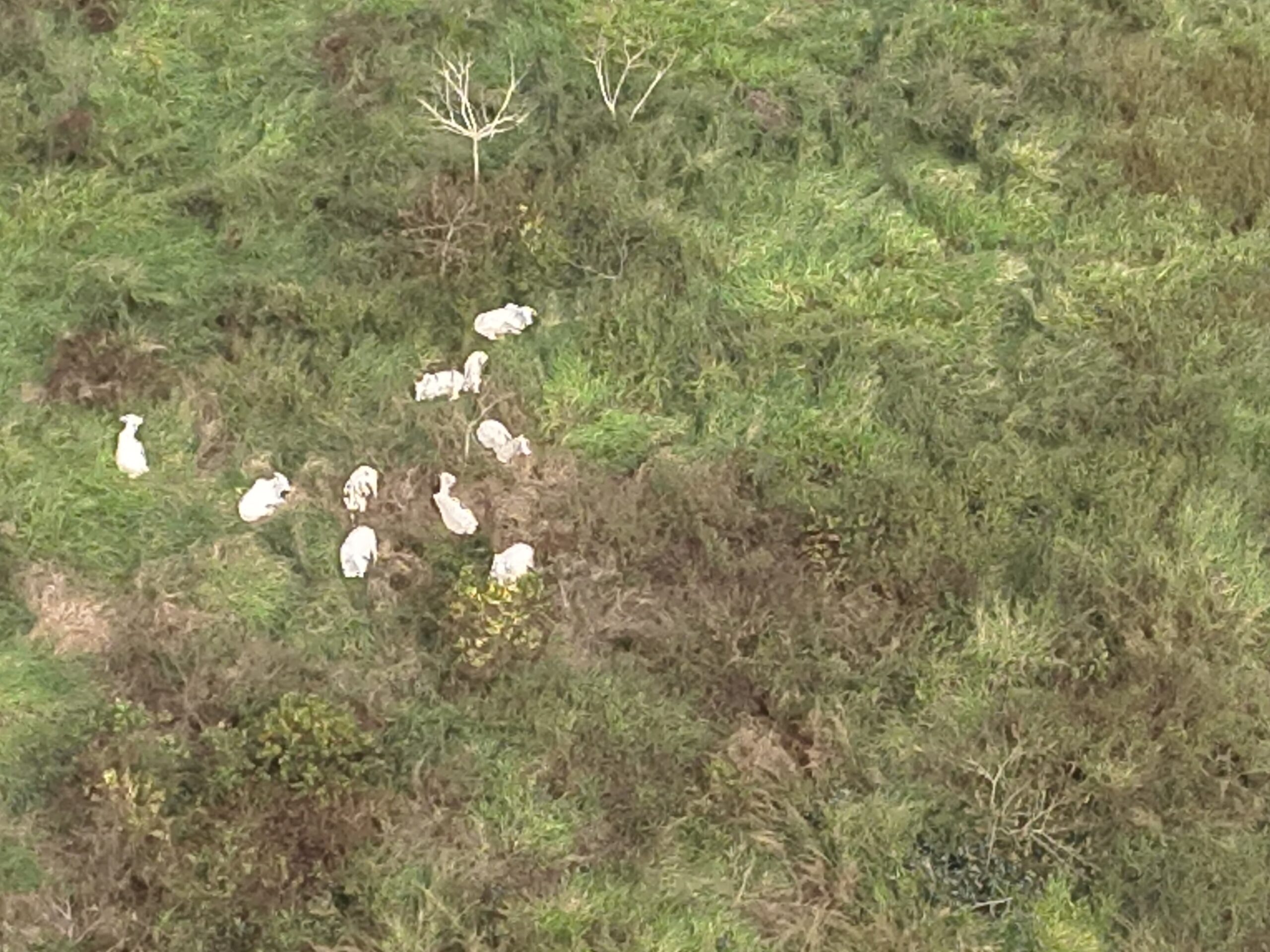 Parte de gado furtado de frigorífico é encontrado em área de mata no interior do Acre, diz ICMBio | Acre